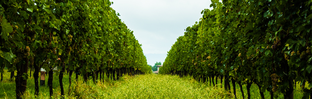 La-vigna-ok-cascina-maddalena-lugana